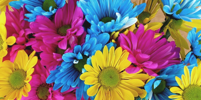 nakupujte polská semena zeleninových květin ve velkém